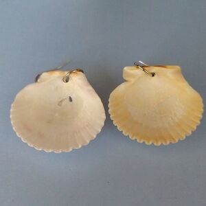 Sea Shell earrings